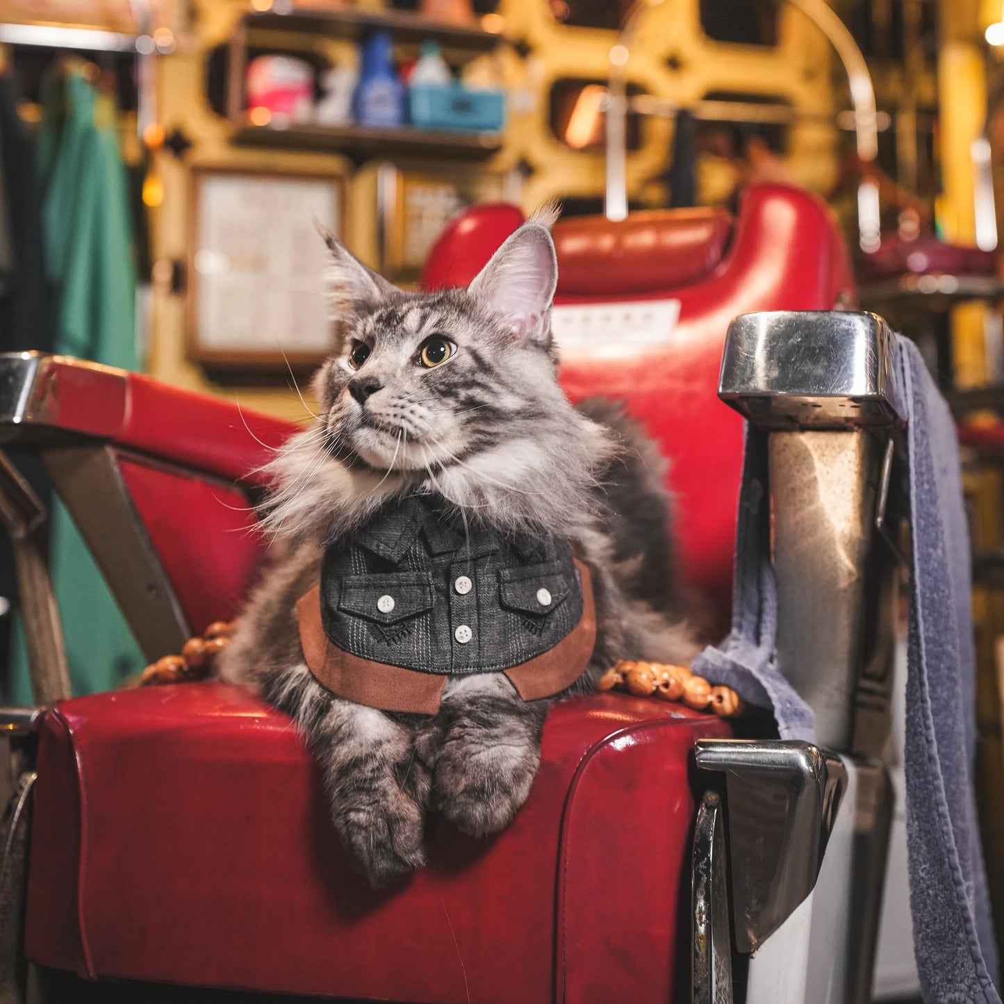 Cyclone (龍捲風) | Pet Bib