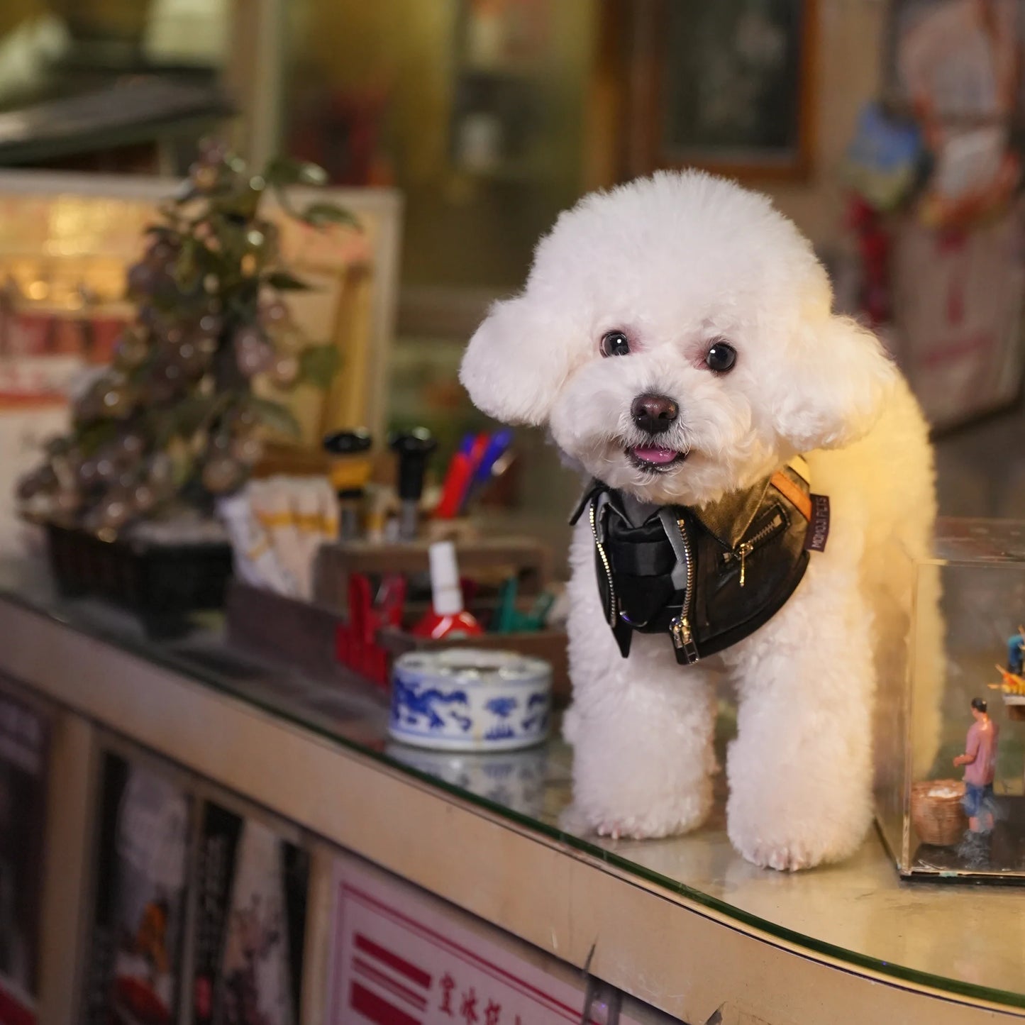 Shin (信一) | Pet Bib