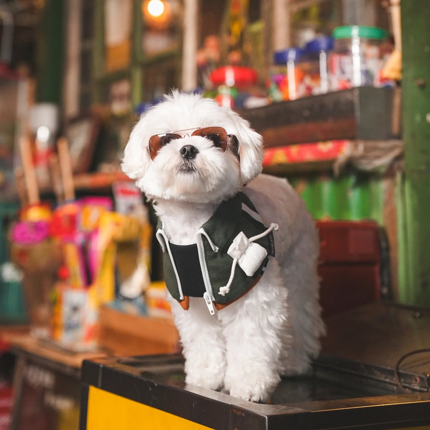 Lok-kwan A (洛軍) | Pet Bib