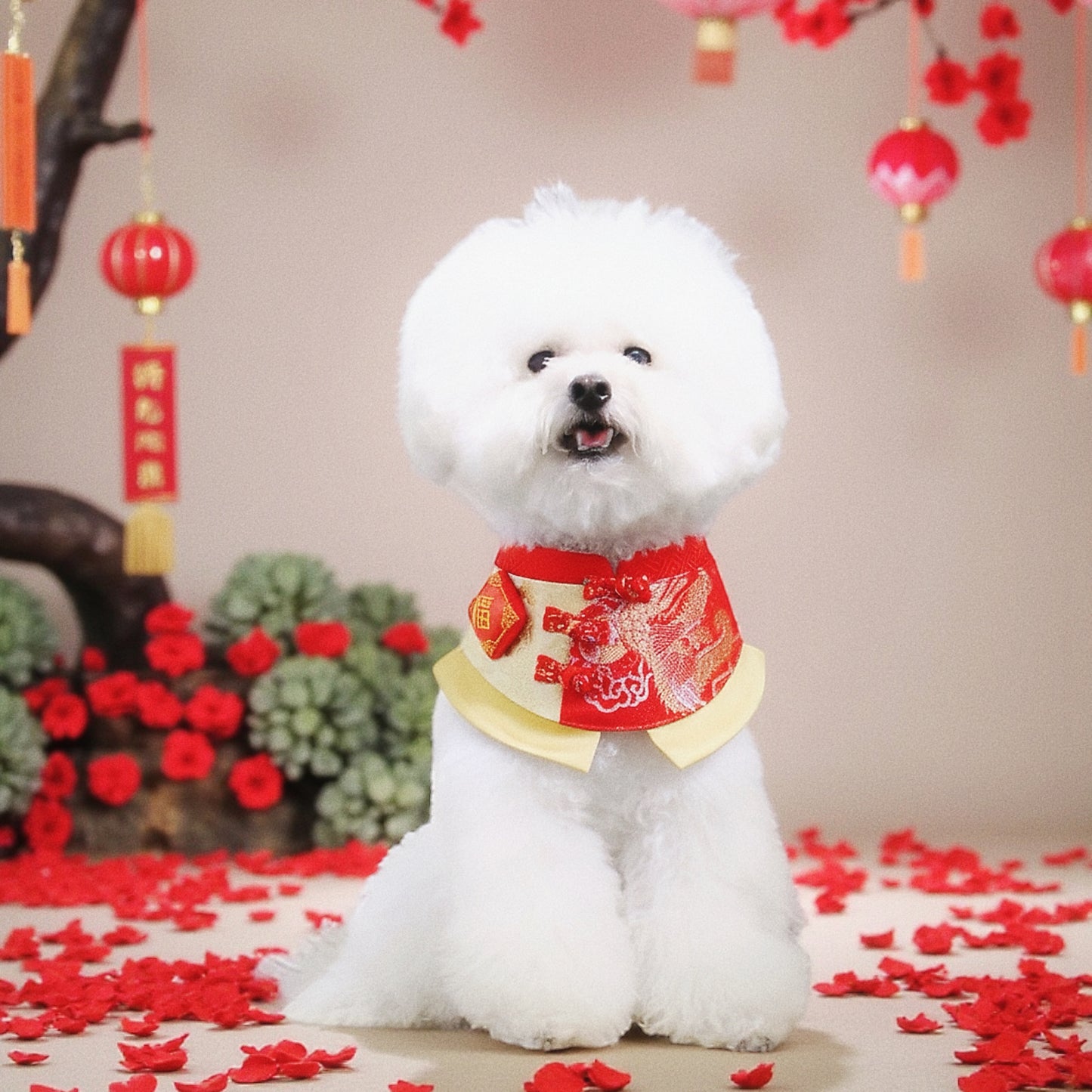 (Reserve Now, Ship Later) Dragon