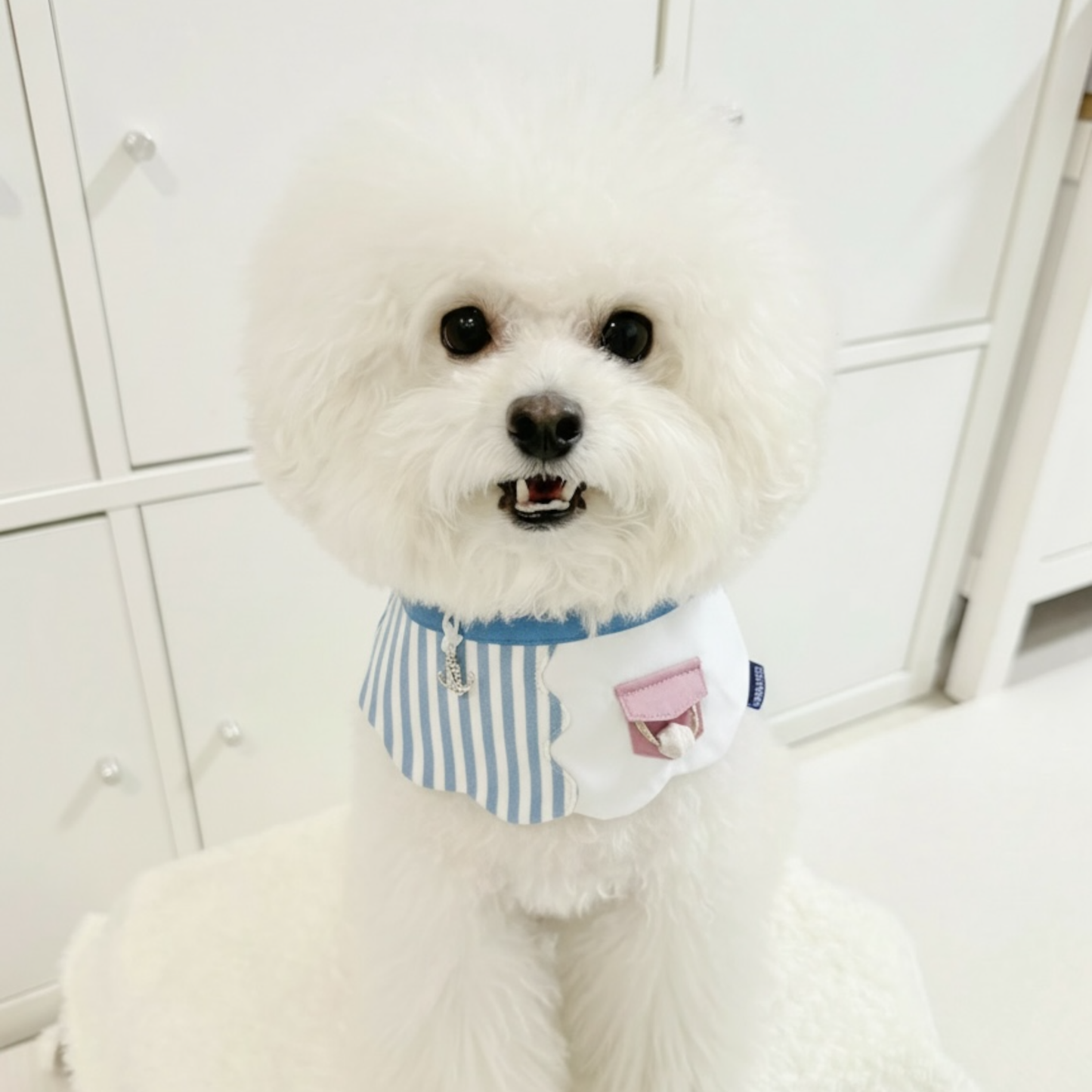 Marseille (2-Breton Stripe Moonstone) | Pet Neckwear