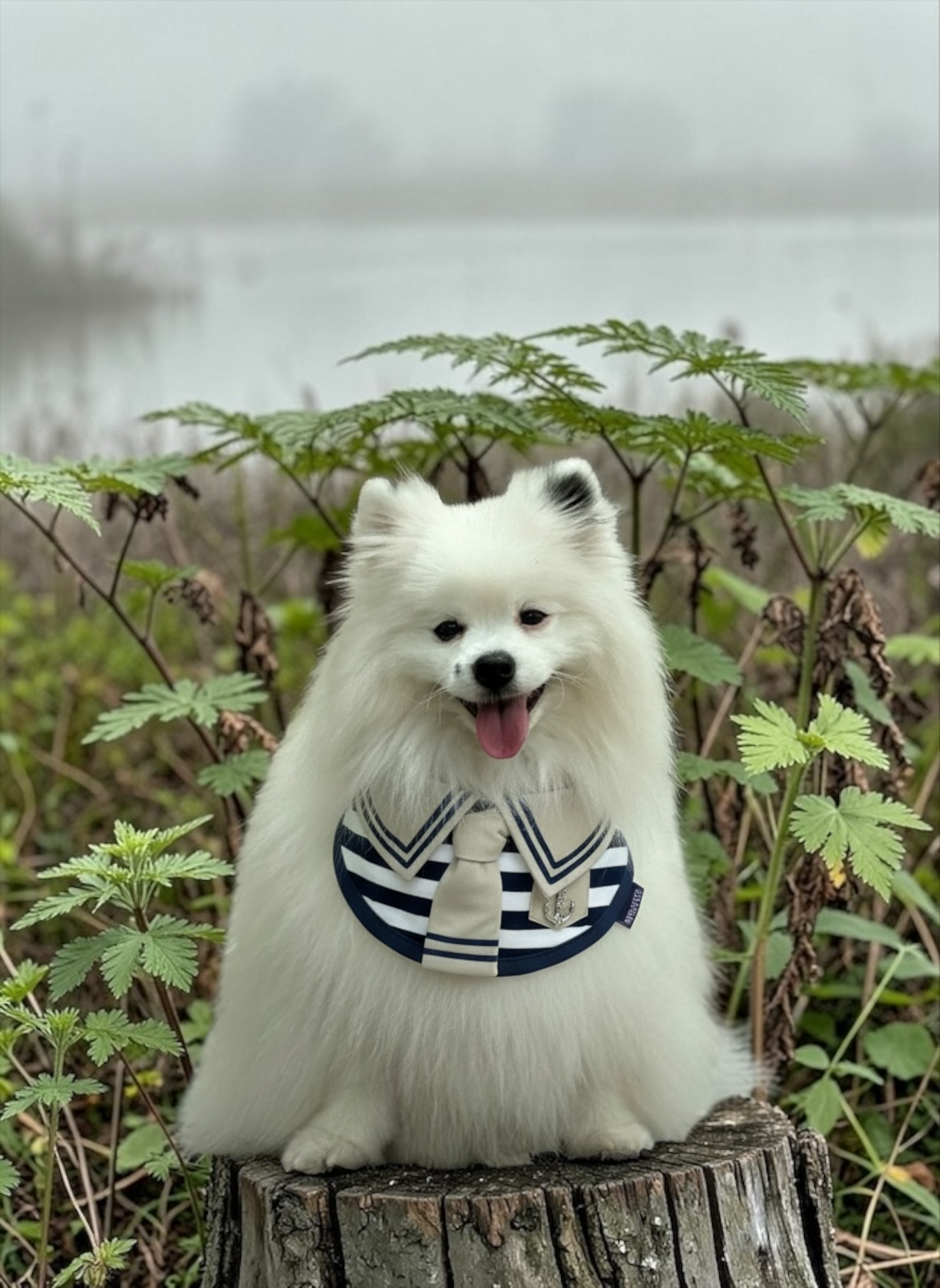 Santiano (2-Sandstone & Navy) | Pet Neckwear