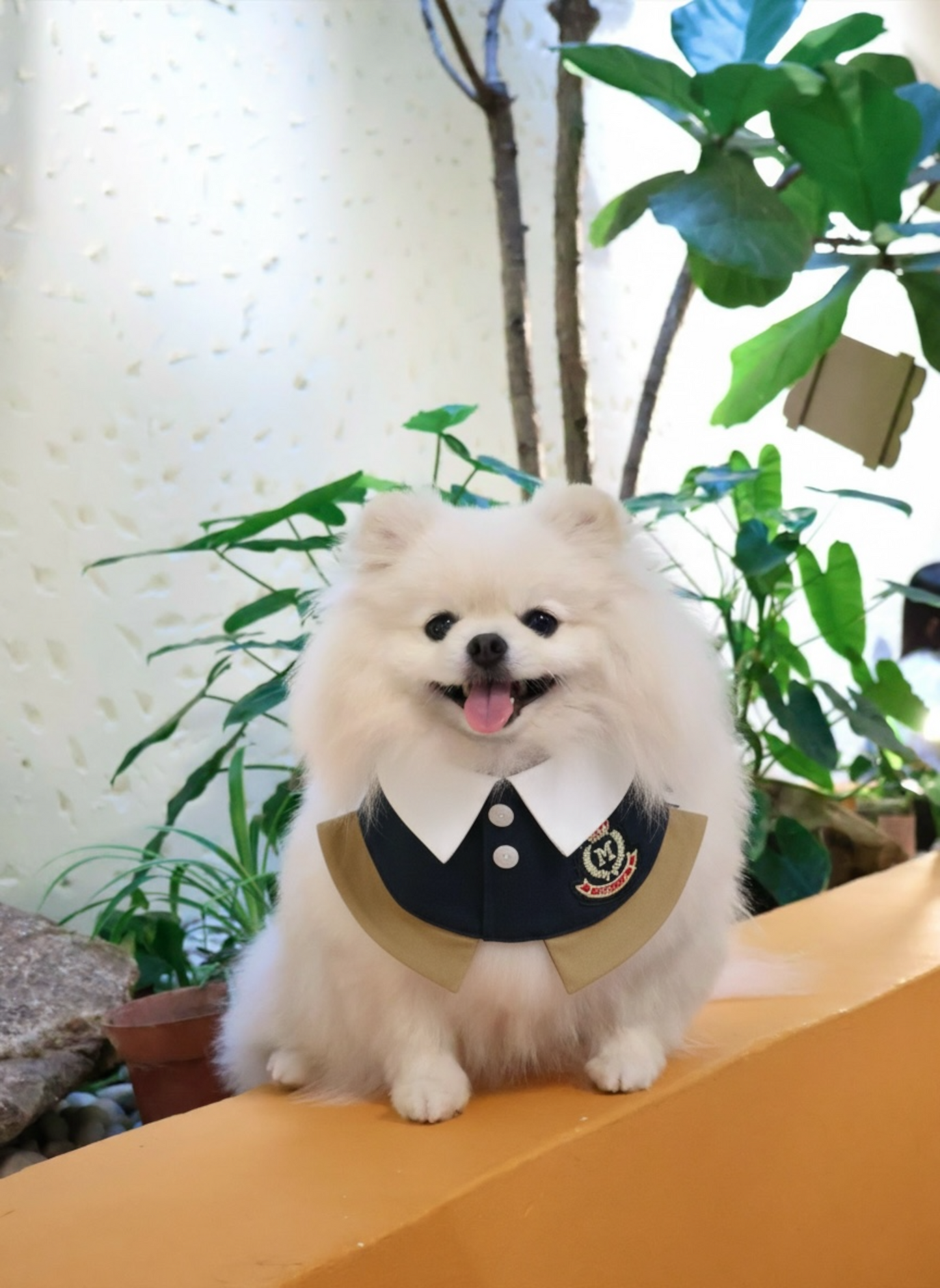 Brest (1-French Riviera Blue) | Pet Neckwear