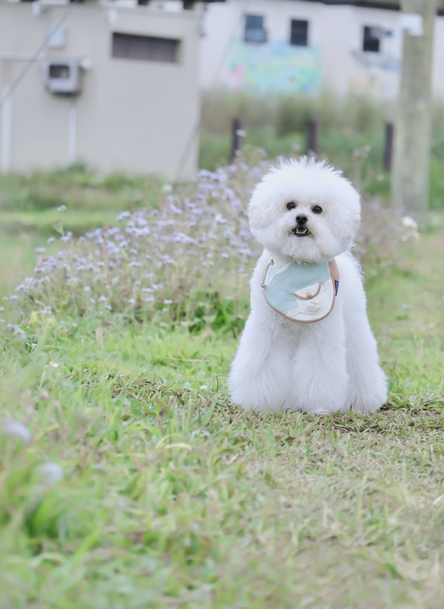 Antibes (1-Azure Mist) | Pet Neckwear